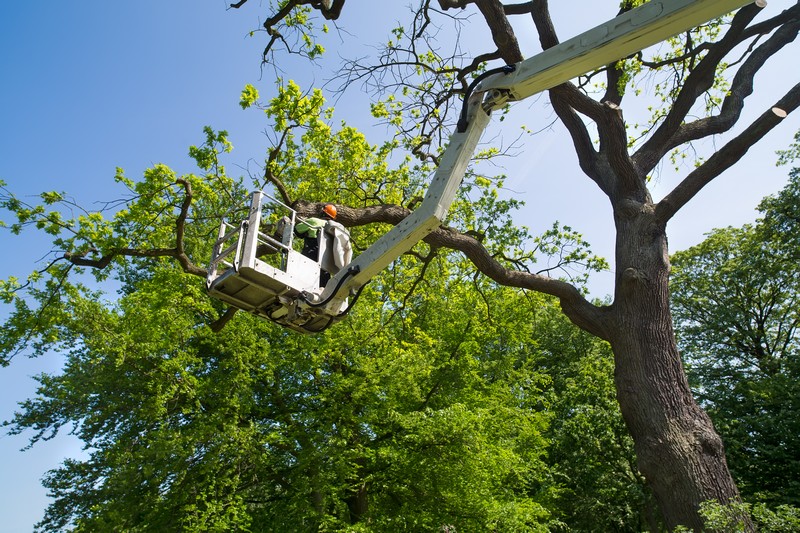 Local-Tree-Service-Auburn-WA
