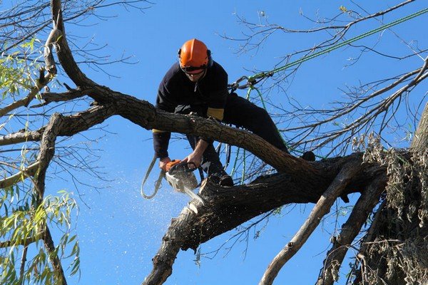 tree-pruning-burien-wa