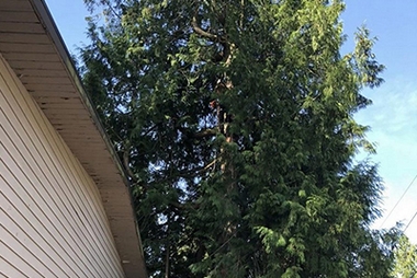Experienced Puyallup certified arborist in WA near 98372