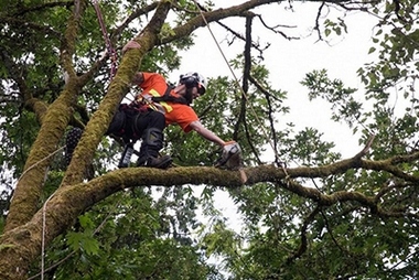 Expert Puyallup tree arborist in WA near 98372