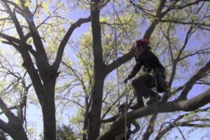 Federal Way Tree Trimming | Federal Way Tree Trimming Service | Tree ...