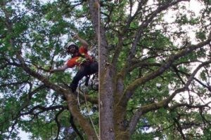 Local Maple Valley arborist in WA near 98038