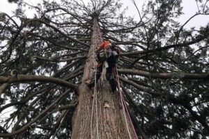 Professional Sumner arborist in WA near 98390