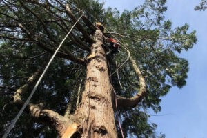 Best Sumner tree arborist service in WA near 98390